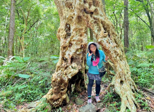 八五山古道賞九穹奇樹 尋鳥嘴下山（煤源山）2803368