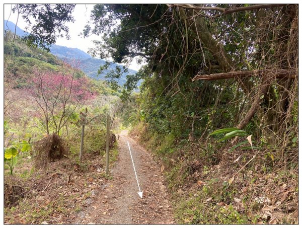 大堀底山 (穿霧隘勇線)3023661