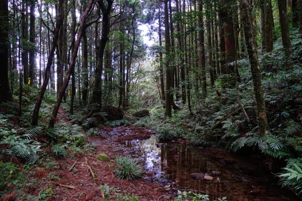 新竹關西鎮 水田林道之貴妃&那結山連走1539755