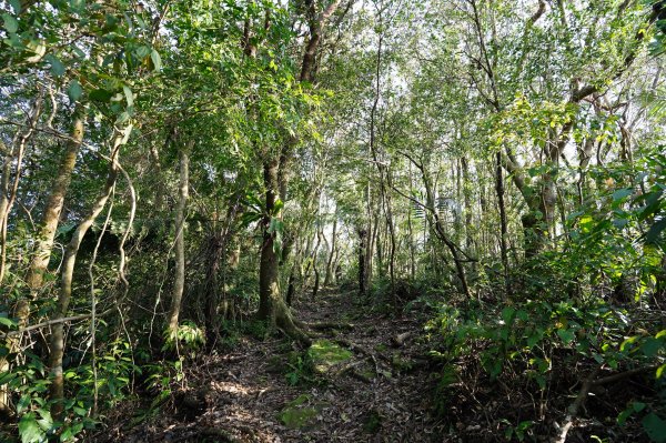 新北 新店 直潭山、二龍山2703911