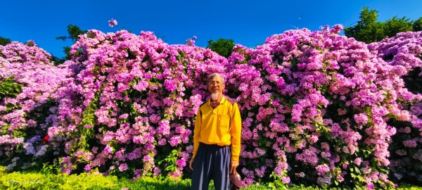 #蒜香藤 #泰山楓樹河濱公園 11/242943661