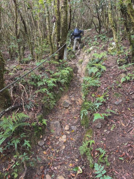 尖石鄉賞楓季-李崠山古堡、秀巒楓景、鎮西堡巨木群2958287