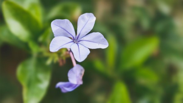 【蛇年走春】高雄桃源 • 世外桃源2700216