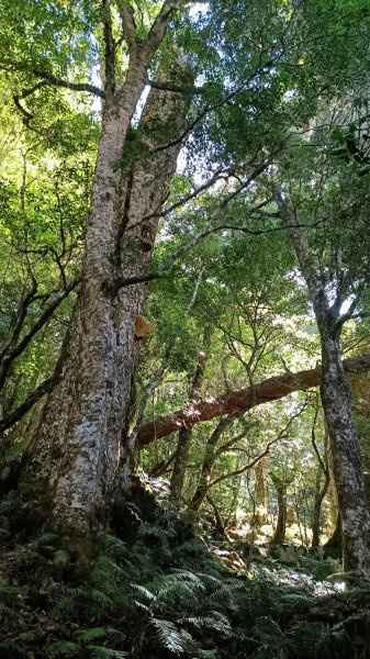 小百岳：卡拉寶山1814806