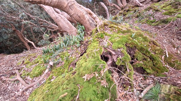 20251130西大武山2952281