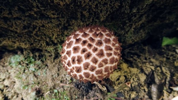 樹梅古道,不二法門2240022