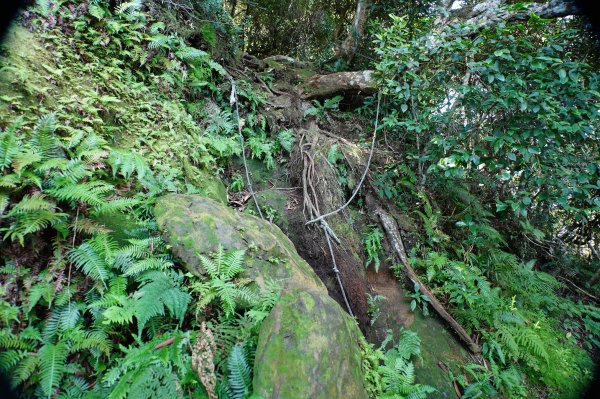 新竹 尖石 貴妃山、那結山2913611