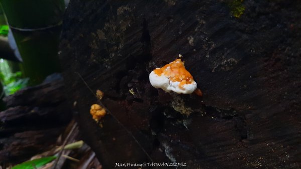 《雲林》望好望角｜石壁山嘉南雲峰步道(中側登山口）202506072805365
