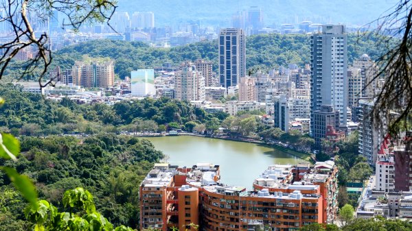 《蝶戀花。酸藤一生》2723364