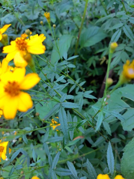 苗栗關刀山2975062