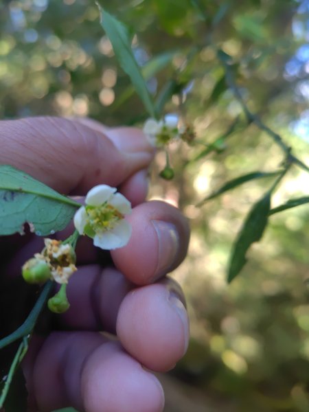 大雪山森林遊樂區 遊客中心 小神木 北三錐山 平石山西北峰2952870