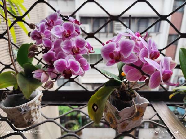 大直美麗華百樂園、內湖路一段737巷廟會遶境、萬里和金山風光3031471