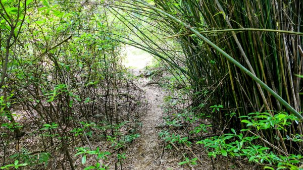 向北的龜溪縱走。評耶哀2777729