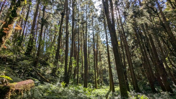 金柑樹山、忘憂森林步道｜嶺頭山2645532