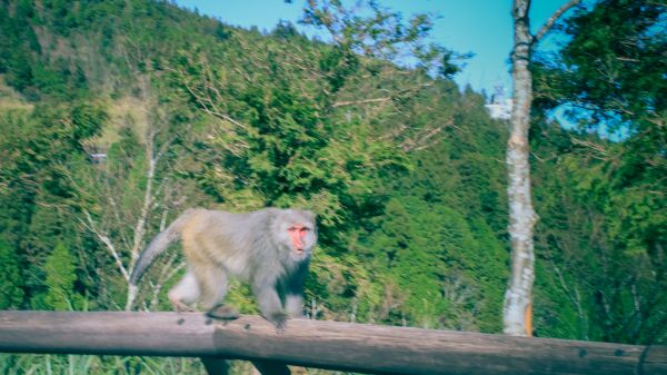 太平山的台灣獼猴231656