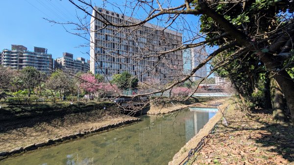 汐止康誥坑溪櫻花2405588