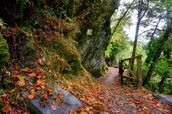檜山巨木森林步道481501