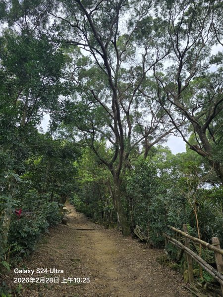 2026-02-28微笑山線：【大棟山系】405高地段3008686