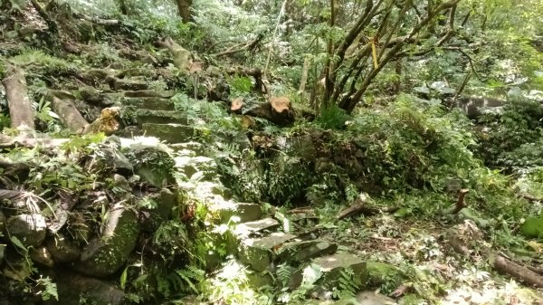三芝區龜子山橋-三板橋-大屯溪古道(殘念)去回3090825