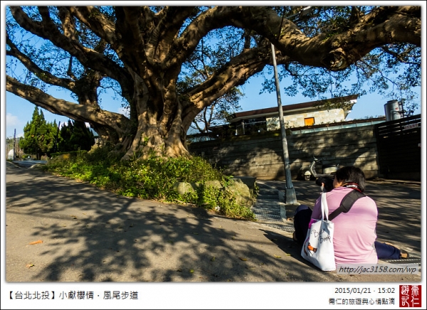 20150121小獻櫻情．風尾步道11678