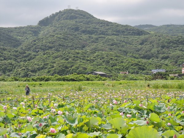 【新北市】夏日牡丹蓮