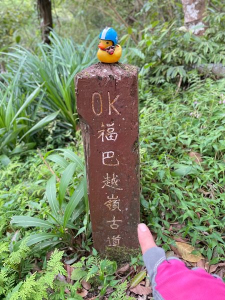 山車廣山.福巴越嶺O-神木群-水晶蘭-根結蘭2756339
