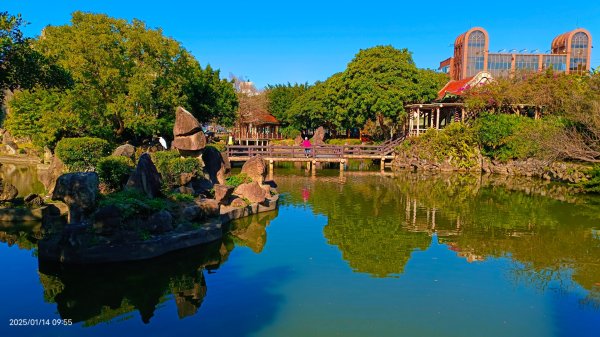 雙溪公園賞花&原住民公園落羽松&故宮1/142689934