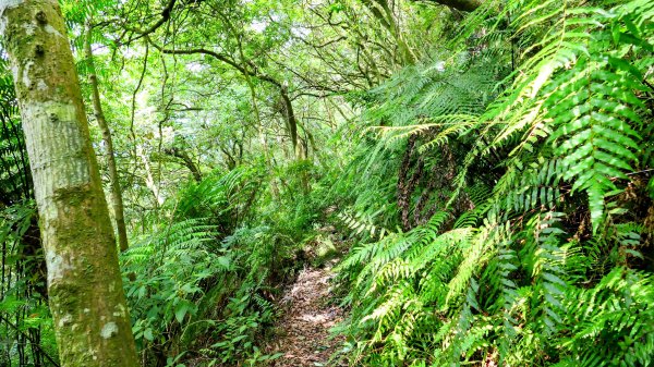 環七星山步道2837894