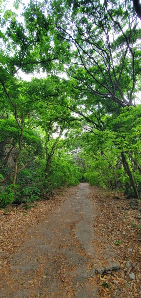 2024-05-18北柴山登山步道2507866