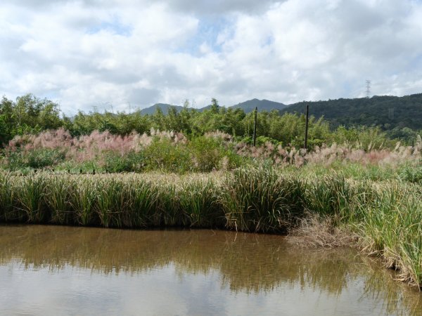 雙溪區冬陽下閃閃菅芒花2949407