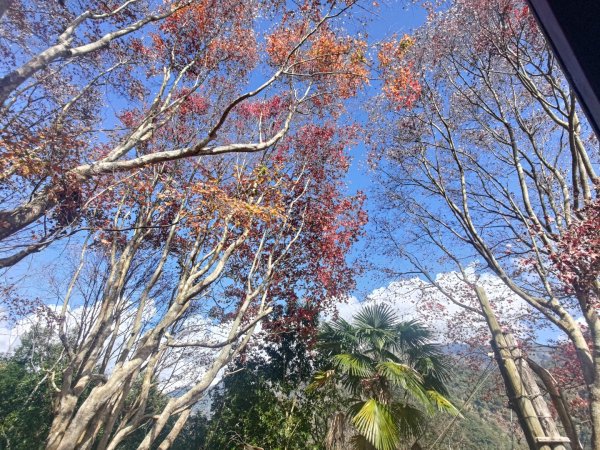 雌嶽山路上的植物2406903