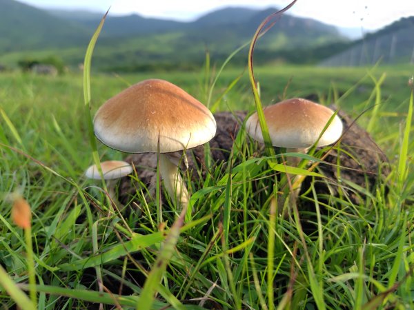 大尖山連走龜呵吠山+鯨魚谷3100377
