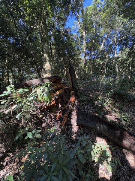 20251116鳴海山、網子山登山步道2938374