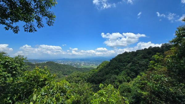 台中大坑頭嵙山（大冠鷲／木蜂／五色鳥／血藤花／鳳凰花）2785511