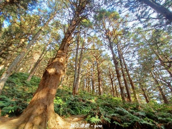 【台中和平】山林野餐。長壽山(肥崠山)山徑2969428