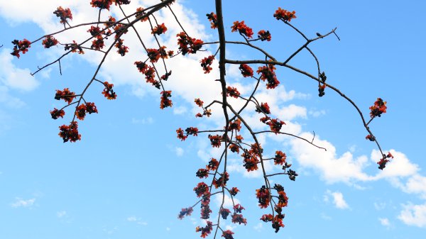 《臨江仙。木棉春色》2735240