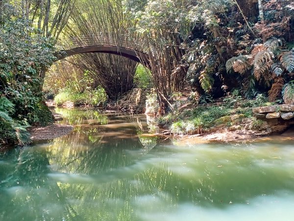 【南投魚池】澀水森林步道2933050