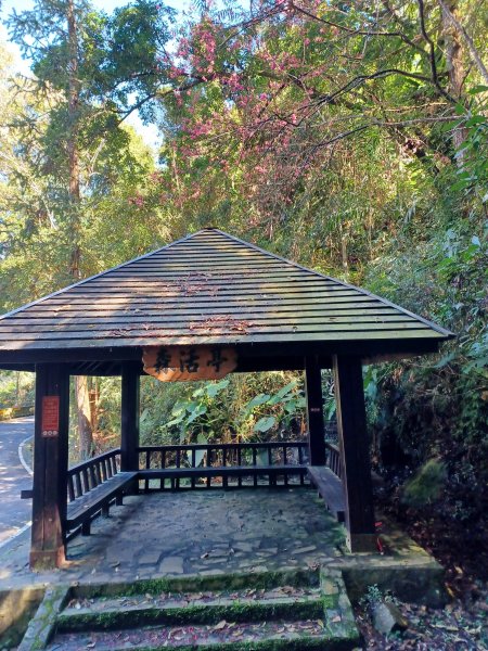 【台中和平】森林步道悠閒走。 八仙山森林遊樂區步道群2784605