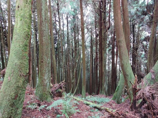 特富野古道1026950