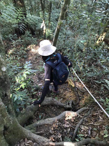 2020/7/26「烏來三山」拔刀爾山、美鹿山、高腰山1414409