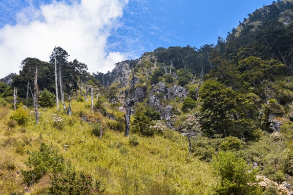 玉山前峰杜鵑盛開38590