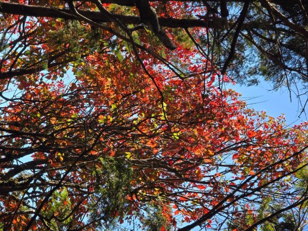 鳶嘴稍來山之楓紅／雲海2974023