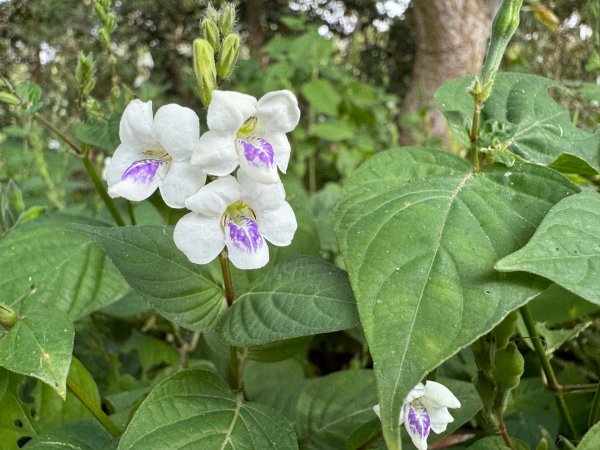 隴頂古道走萬里長城四百坎2672458