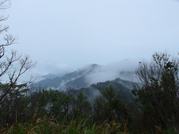 太平山之台灣山毛櫸國家步道43305