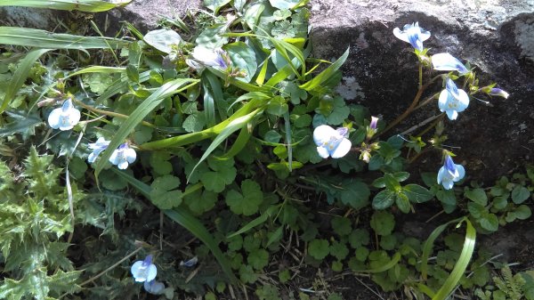 【臺北大縱走2】大屯山主峰、南峰、西峰914088