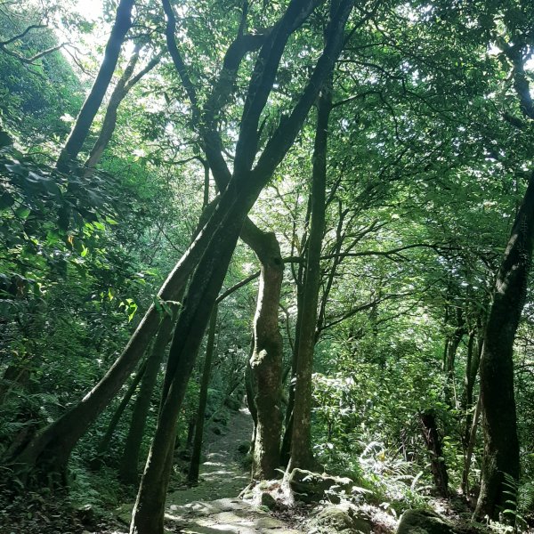 藍天綠草。上山被牛看1015962