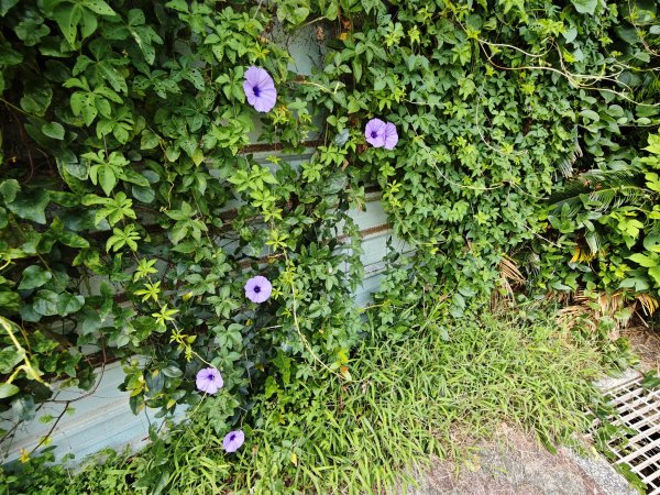 [霄裡好風光，運動樂悠遊！-3/10] 2025_0608 青年體驗學習園區2808124