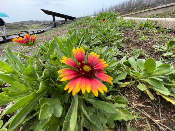 澎湖蛇頭山2691015