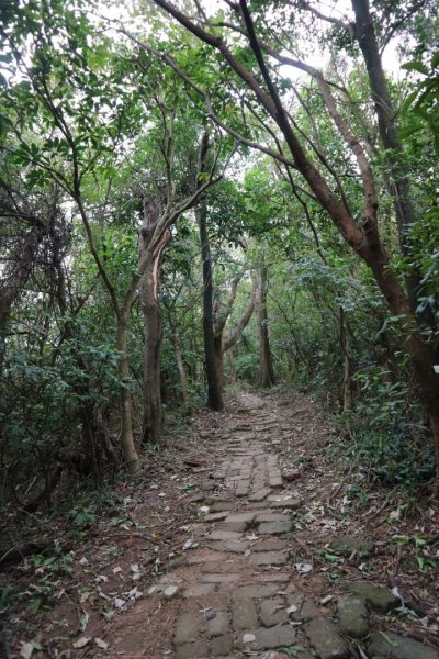 〔內湖〕文間山，劍南蝶園，劍潭古寺，婆婆橋 鄭成功廟步道2249268