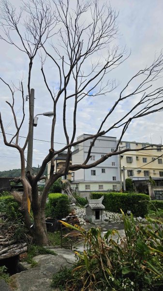 20251218犁頭山-吧哩國山主東峰-石頭坑山西南峰-石頭坑山2966997